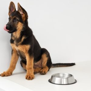 German Shepherd Puppy